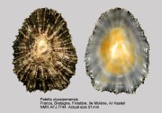Patella ulyssiponensis